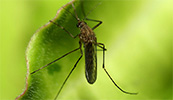 Изображение к статье - Борьба с комарами на участке