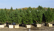Изображение к статье - Покупка деревьев в питомнике. Как найти и купить свое дерево? 