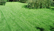 Изображение к статье - Рулонный газон. Цена. Стоимость укладки 