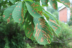 Коричневые пятна на листьях каштана - вредитель минирующая моль