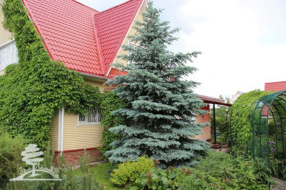 Ель колючая голубая