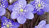 Изображение к статье - Что цветет в апреле? Первые цветы в вашем саду