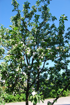 Обрезка яблони весной