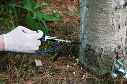 уход за садом и деревьями - инъекция дереву