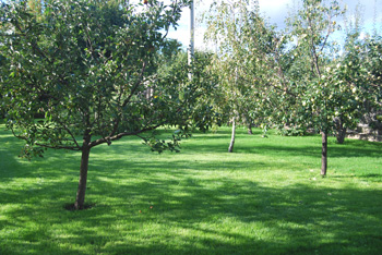 Устройство плодового сада - яблони, груши