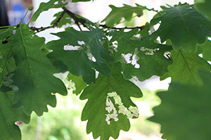 вредители листьев дубa