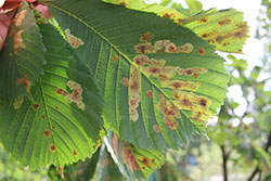 Коричневые пятна на листьях каштана - вредитель минирующая моль