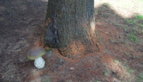 Изображение к статье - Почему из дерева сыплется труха